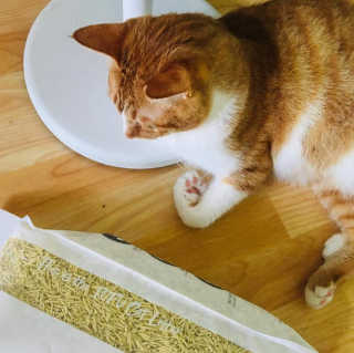 펫토리아 한삽뚝딱 프리미엄 고양이 두부모래 — 5점을 준 리뷰어가 2020년 8월 올린 사용 사진
