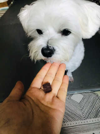 My Pet Care 천연단백질 눈건강에 개좋아 — 5점을 준 리뷰어가 2020년 11월 올린 사용 사진