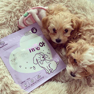 My Pet Care 천연단백질 치아건강에 개좋아 — 5점을 준 리뷰어가 2020년 11월 올린 사용 사진