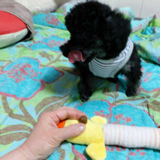 My Pet Care 천연단백질 관절건강에 개좋아 — 5점을 준 리뷰어가 2020년 12월 올린 사용 사진