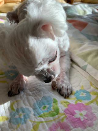 My Pet Care 천연단백질 관절건강에 개좋아 — 4점을 준 리뷰어가 2020년 11월 올린 사용 사진