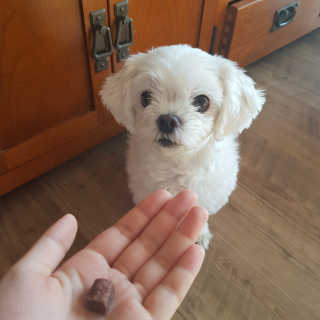 My Pet Care 천연단백질 눈건강에 개좋아 — 5점을 준 리뷰어가 2020년 12월 올린 사용 사진