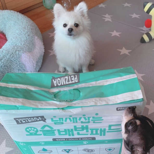 페츠모아 냄새잡는 요술배변패드 리뷰 사진