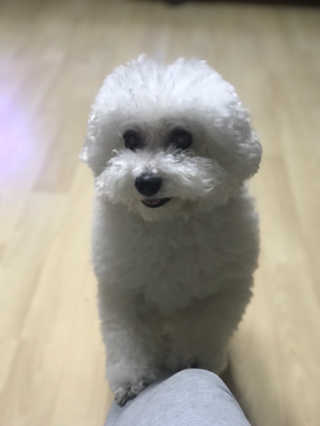 My Pet Care 천연단백질 관절건강에 개좋아 — 4점을 준 리뷰어가 2020년 11월 올린 사용 사진