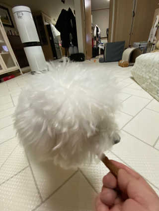 My Pet Care 천연단백질 치아건강에 개좋아 — 5점을 준 리뷰어가 2020년 11월 올린 사용 사진