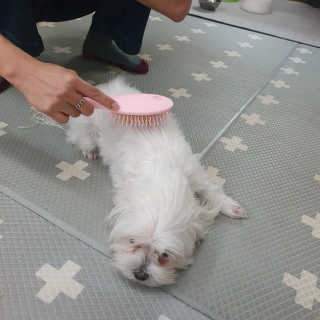아이캔디 레인보우 볼륨S  브러쉬 for PET 미디엄 — 4점을 준 리뷰어가 2020년 11월 올린 사용 사진