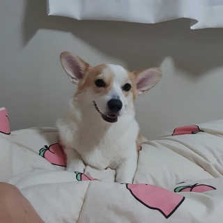 샤넬젤라님이 올린 리뷰 사진 3