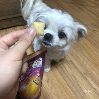[보장균수5억] 건강한장 프로젝트 강아지간식 보스독 프로펍스트릿 170g 3종 — 4점을 준 리뷰어가 2020년 12월 올린 사용 사진