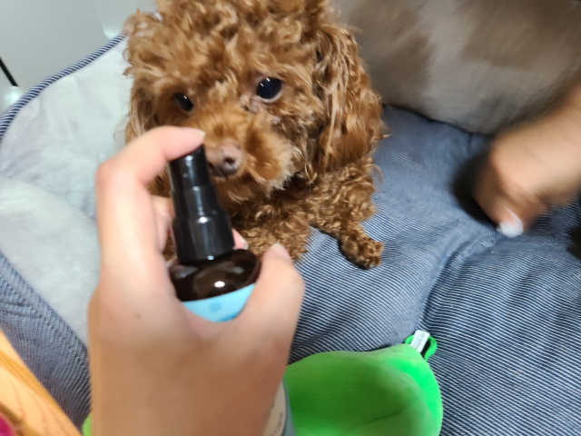 코지독 카밍스프레이 100ml 리뷰 사진