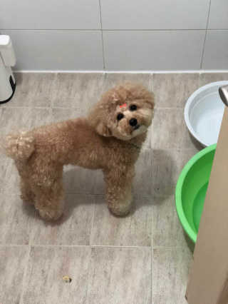 버츠비 퍼피투인원 티어리스 샴푸 앤 컨디셔너 — 5점을 준 리뷰어가 2020년 10월 올린 사용 사진