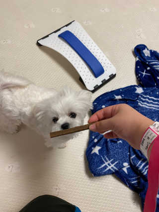 My Pet Care 천연단백질 치아건강에 개좋아 — 5점을 준 리뷰어가 2020년 12월 올린 사용 사진