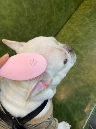 아이캔디 레인보우 볼륨S  브러쉬 for PET 미디엄 — 4점을 준 리뷰어가 2020년 11월 올린 사용 사진