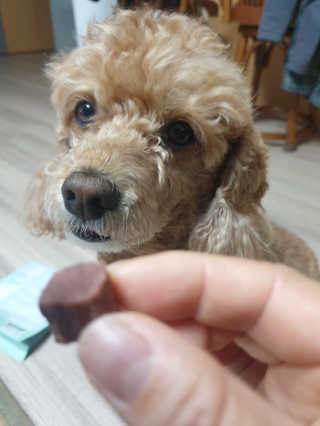 My Pet Care 천연단백질 눈건강에 개좋아 — 5점을 준 리뷰어가 2020년 12월 올린 사용 사진
