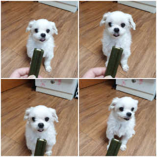 [푸디웜] 라포그 코어덴탈츄 그린 (10개입) — 5점을 준 리뷰어가 2020년 8월 올린 사용 사진