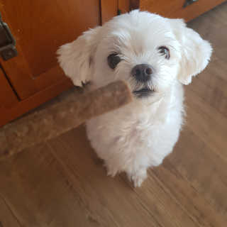 My Pet Care 천연단백질 치아건강에 개좋아 — 5점을 준 리뷰어가 2020년 12월 올린 사용 사진
