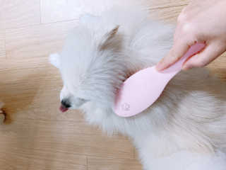 아이캔디 레인보우 볼륨S  브러쉬 for PET 미디엄 — 5점을 준 리뷰어가 2020년 11월 올린 사용 사진