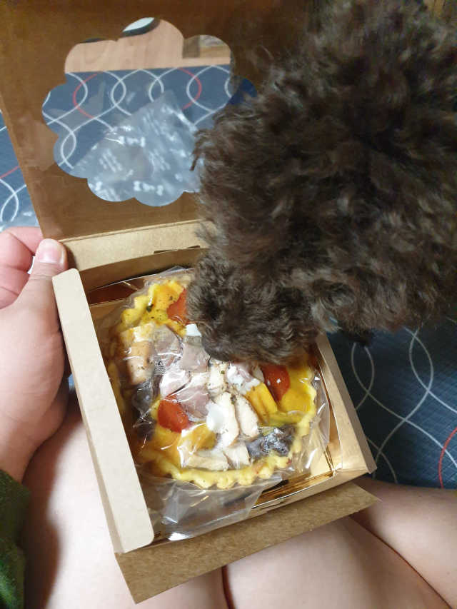 강아지 미니 피자 리뷰 사진