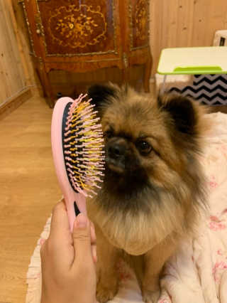 아이캔디 레인보우 볼륨S  브러쉬 for PET 미디엄 — 5점을 준 리뷰어가 2020년 12월 올린 사용 사진
