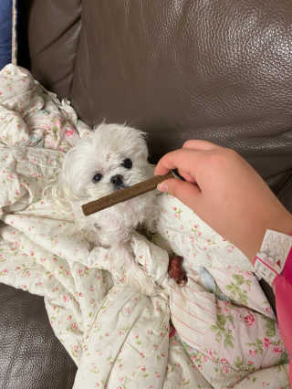 My Pet Care 천연단백질 치아건강에 개좋아 — 5점을 준 리뷰어가 2020년 12월 올린 사용 사진