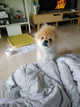 My Pet Care 천연단백질 눈건강에 개좋아 — 5점을 준 리뷰어가 2020년 11월 올린 사용 사진