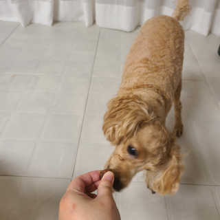 My Pet Care 천연단백질 눈건강에 개좋아 — 5점을 준 리뷰어가 2020년 12월 올린 사용 사진