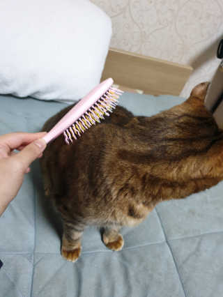 아이캔디 레인보우 볼륨S  브러쉬 for PET 미디엄 — 5점을 준 리뷰어가 2020년 11월 올린 사용 사진