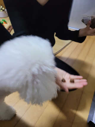 My Pet Care 천연단백질 관절건강에 개좋아 — 5점을 준 리뷰어가 2020년 11월 올린 사용 사진