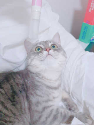 더펫원츠 [댕냥이 치석제거 덴탈오일] 치카오일+셀프스케일러 — 5점을 준 리뷰어가 2020년 6월 올린 사용 사진