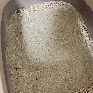 겟플렉스 켓플렉스 캣츠룸BS-1 고양이모래 4kg — 5점을 준 리뷰어가 2020년 12월 올린 사용 사진