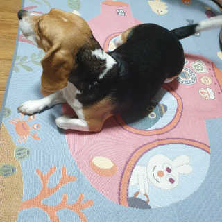 beaglelove님이 올린 리뷰 사진 3