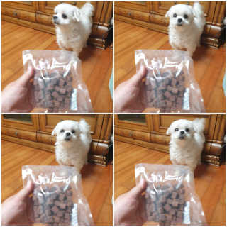 My Pet Care 천연단백질 눈건강에 개좋아 — 5점을 준 리뷰어가 2020년 11월 올린 사용 사진