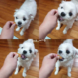 해피팡팡 고구마닭말이+고구마오리말이 [고구마간식2종] — 5점을 준 리뷰어가 2020년 4월 올린 사용 사진