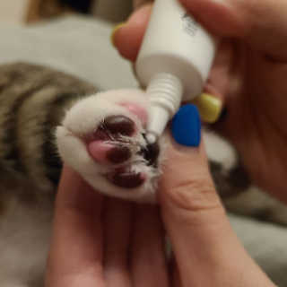 [자유펫] 시코니딘 고양이 강아지 피부 보습 연고 20g — 4점을 준 리뷰어가 2020년 7월 올린 사용 사진