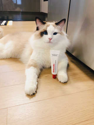 [자유펫] 시코니딘 고양이 강아지 피부 보습 연고 20g — 5점을 준 리뷰어가 2020년 7월 올린 사용 사진