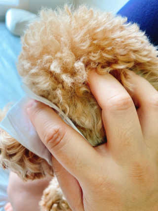 쪼꼬미님이 올린 리뷰 사진 4