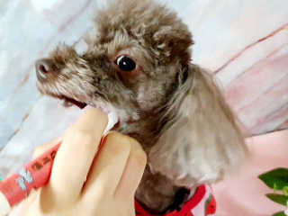 더펫원츠 [5초양치] 멍.치카펜 or 냥.치카펜 or 치카오일펜 — 5점을 준 리뷰어가 2020년 5월 올린 사용 사진