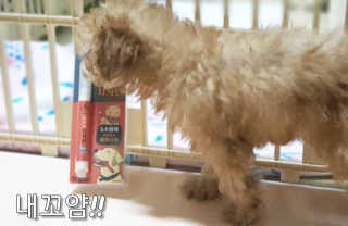 더펫원츠 [5초양치] 멍.치카펜 or 냥.치카펜 or 치카오일펜 — 5점을 준 리뷰어가 2020년 5월 올린 사용 사진