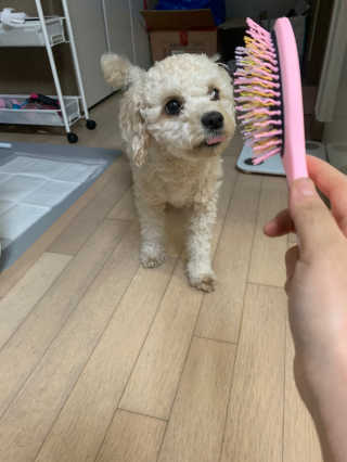 아이캔디 레인보우 볼륨S  브러쉬 for PET 미디엄 — 5점을 준 리뷰어가 2020년 11월 올린 사용 사진