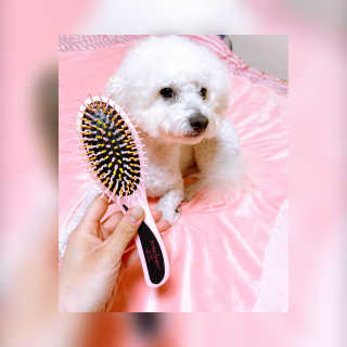 아이캔디 레인보우 볼륨S  브러쉬 for PET 미디엄 — 5점을 준 리뷰어가 2020년 11월 올린 사용 사진
