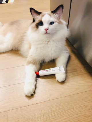 [자유펫] 시코니딘 고양이 강아지 피부 보습 연고 20g — 5점을 준 리뷰어가 2020년 7월 올린 사용 사진