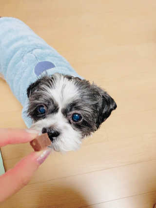 My Pet Care 천연단백질 눈건강에 개좋아 — 5점을 준 리뷰어가 2020년 12월 올린 사용 사진