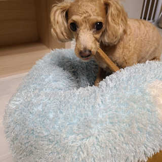 My Pet Care 천연단백질 치아건강에 개좋아 — 5점을 준 리뷰어가 2020년 12월 올린 사용 사진