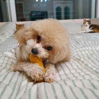 냥아치들님이 올린 리뷰 사진 3