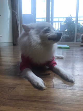 My Pet Care 천연단백질 치아건강에 개좋아 — 5점을 준 리뷰어가 2020년 11월 올린 사용 사진
