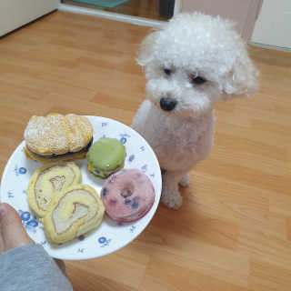 [달미펫] 강아지 롤케이크 및 디저트 SET — 5점을 준 리뷰어가 2020년 11월 올린 사용 사진