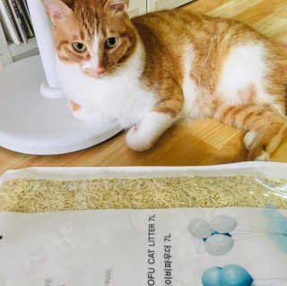 펫토리아 한삽뚝딱 프리미엄 고양이 두부모래 — 5점을 준 리뷰어가 2020년 8월 올린 사용 사진