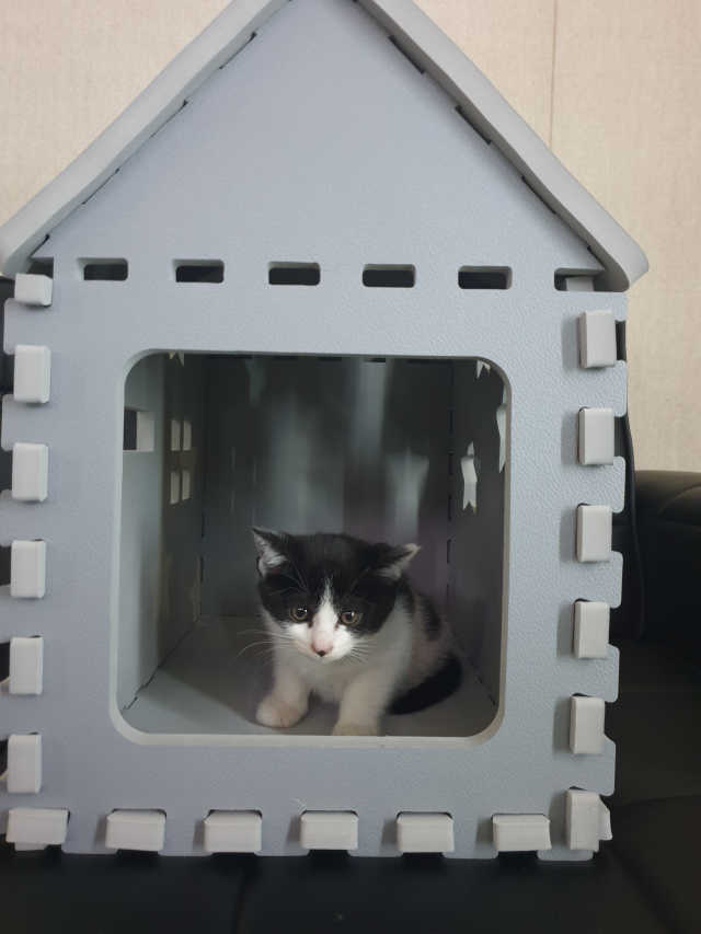 스타캣 고양이 퍼즐 하우스 [루프형] 리뷰 사진