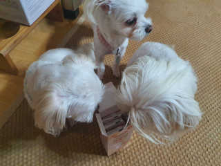 My Pet Care 모발과 모질 피부건강에 개좋아 — 4점을 준 리뷰어가 2020년 11월 올린 사용 사진