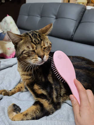 아이캔디 레인보우 볼륨S  브러쉬 for PET 미디엄 — 4점을 준 리뷰어가 2020년 11월 올린 사용 사진