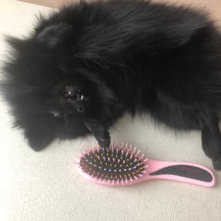 아이캔디 레인보우 볼륨S  브러쉬 for PET 미디엄 — 5점을 준 리뷰어가 2020년 11월 올린 사용 사진